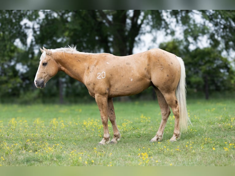 American Quarter Horse Gelding 4 years 14,1 hh Palomino in Lufkin