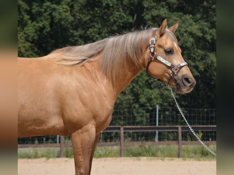 American Quarter Horse Gelding 4 years 14,1 hh Palomino in Wusterhausen (Dosse)