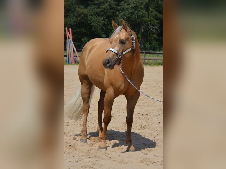 American Quarter Horse Gelding 4 years 14,1 hh Palomino in Wusterhausen (Dosse)