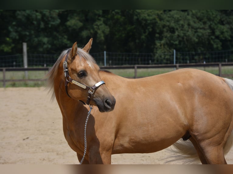 American Quarter Horse Gelding 4 years 14,1 hh Palomino in Wusterhausen (Dosse)