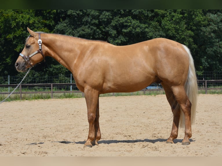 American Quarter Horse Gelding 4 years 14,1 hh Palomino in Wusterhausen (Dosse)