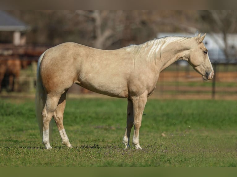 American Quarter Horse Gelding 4 years 14.1 hh Palomino in Stephenville TX