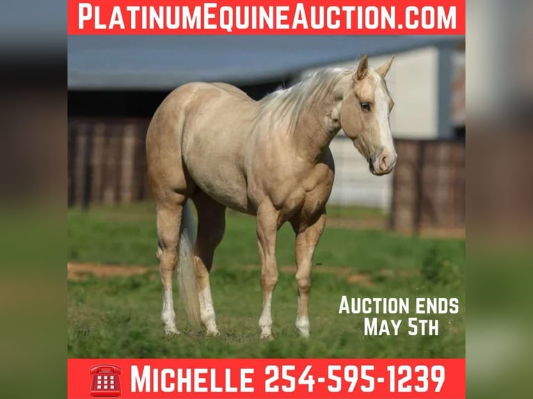 American Quarter Horse Gelding 4 years 14.1 hh Palomino in Stephenville TX
