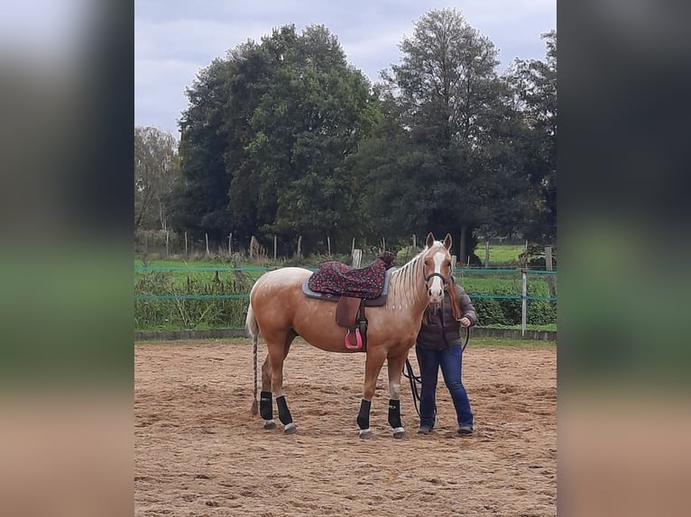 American Quarter Horse Gelding 4 years 14.1 hh Palomino in Teupitz