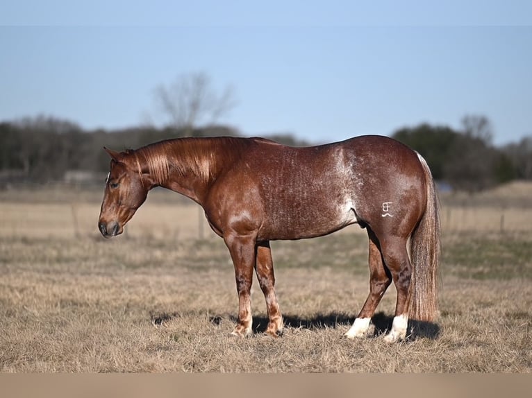 American Quarter Horse Gelding 4 years 14.1 hh Sorrel in Waco