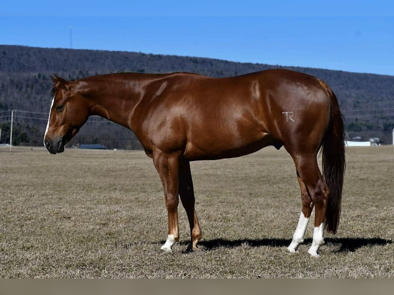 American Quarter Horse Gelding 4 years 14.1 hh Sorrel in Rebersburg
