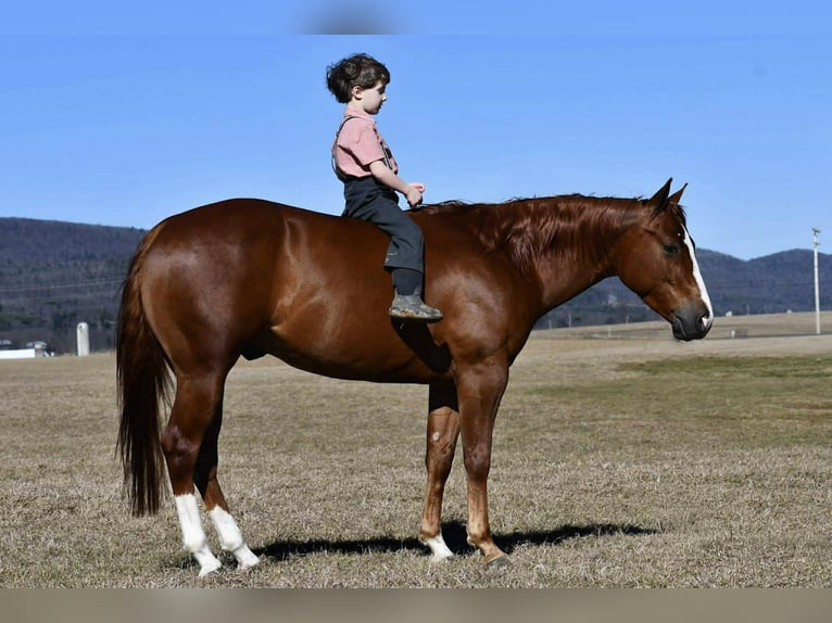 American Quarter Horse Gelding 4 years 14.1 hh Sorrel in Rebersburg