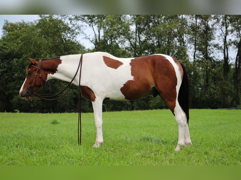 American Quarter Horse Gelding 4 years 14,1 hh Tobiano-all-colors in Highland MI