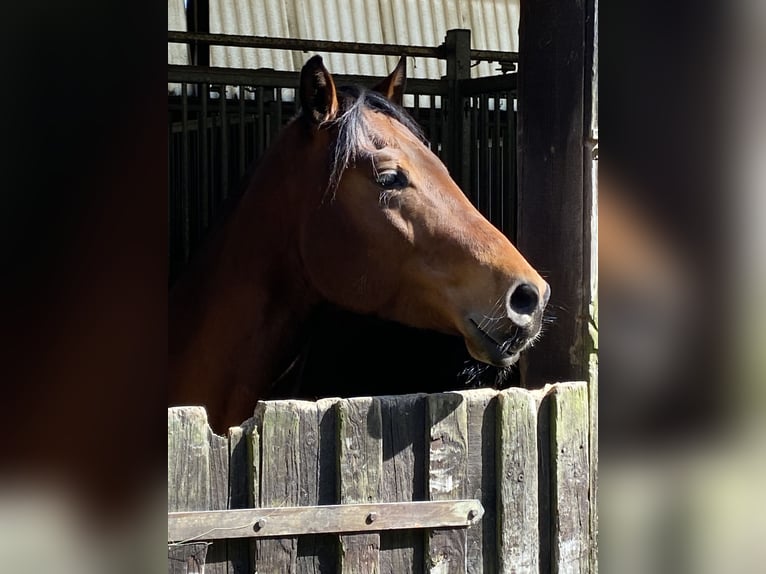 American Quarter Horse Gelding 4 years 14.2 hh Bay-Dark in Dietramszell