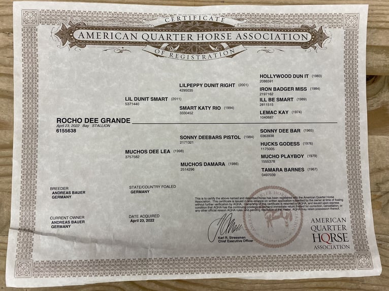 American Quarter Horse Gelding 4 years 14.2 hh Bay-Dark in Dietramszell