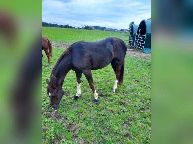 American Quarter Horse Gelding 4 years 14,2 hh Bay-Dark in Fürhen /Opsen