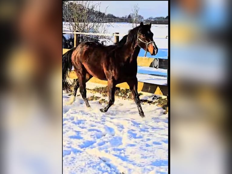 American Quarter Horse Gelding 4 years 14,2 hh Bay-Dark in Diemelstadt