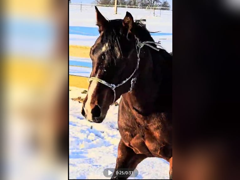 American Quarter Horse Gelding 4 years 14,2 hh Bay-Dark in Diemelstadt