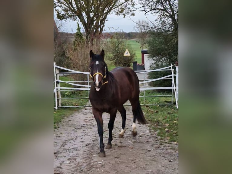 American Quarter Horse Gelding 4 years 14,2 hh Bay-Dark in Diemelstadt