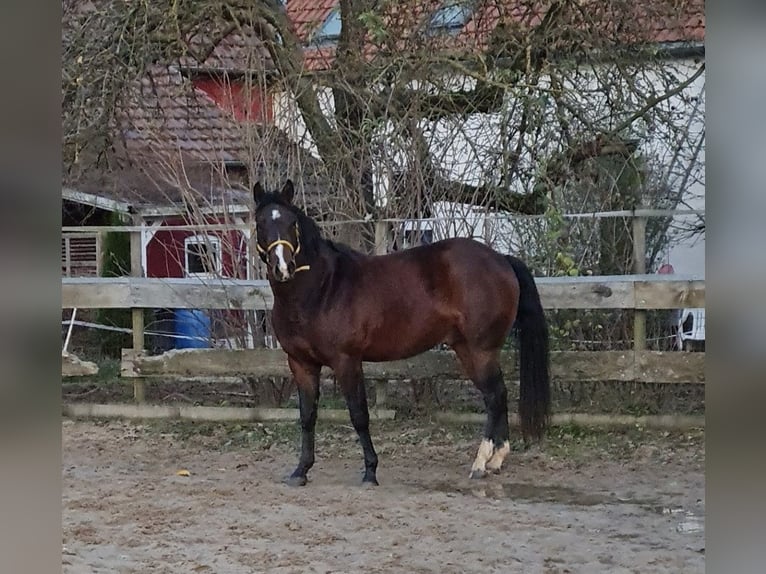 American Quarter Horse Gelding 4 years 14,2 hh Bay-Dark in Diemelstadt