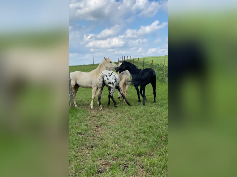 American Quarter Horse Gelding 4 years 14.2 hh Black in Preußisch OldendorfPr. Oldendorf