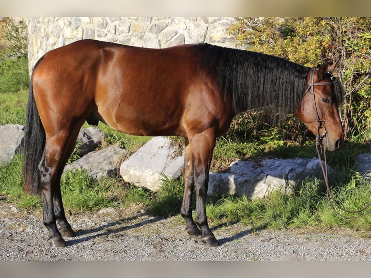 American Quarter Horse Gelding 4 years 14.2 hh Brown in Prestranek