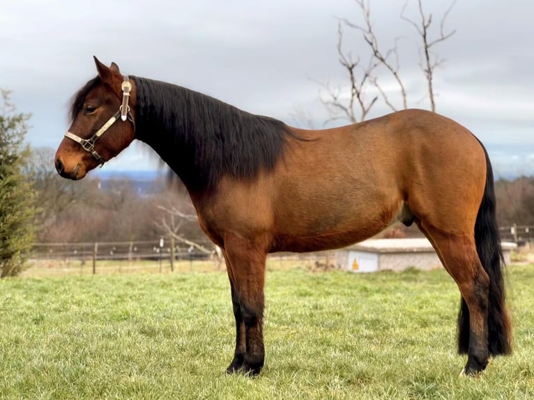 American Quarter Horse Gelding 4 years 14,2 hh Brown in Hürtgenwald