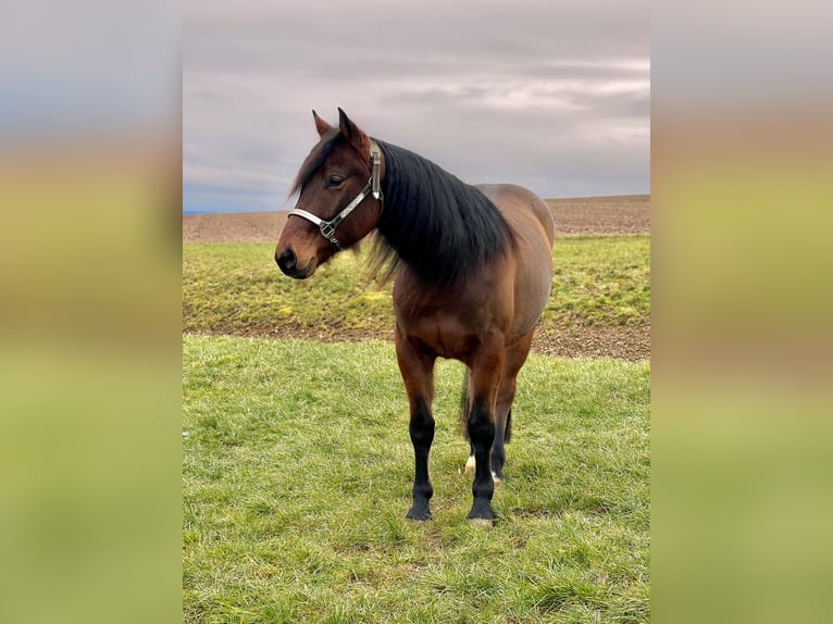 American Quarter Horse Gelding 4 years 14,2 hh Brown in Hürtgenwald