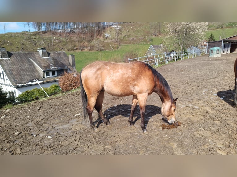 American Quarter Horse Gelding 4 years 14,2 hh Buckskin in Schmallenberg