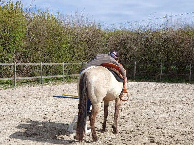 American Quarter Horse Gelding 4 years 14.2 hh Buckskin in Balge