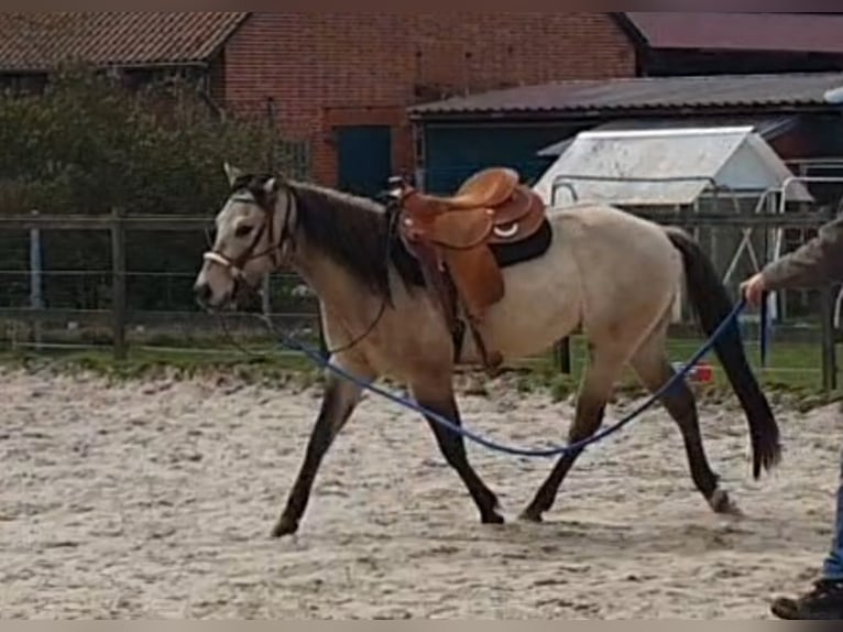 American Quarter Horse Gelding 4 years 14.2 hh Buckskin in Balge