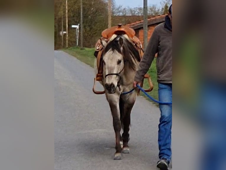 American Quarter Horse Gelding 4 years 14.2 hh Buckskin in Balge