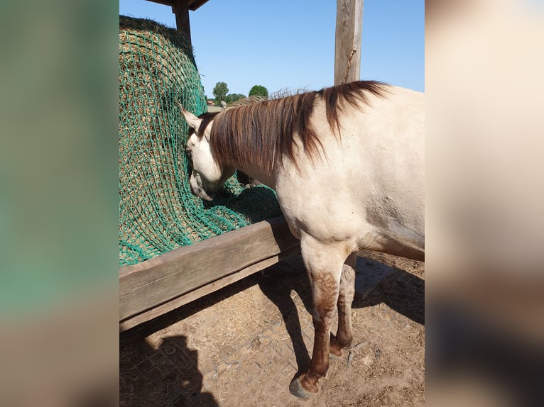 American Quarter Horse Gelding 4 years 14.2 hh Buckskin in Nienburg (Weser) Holtorf