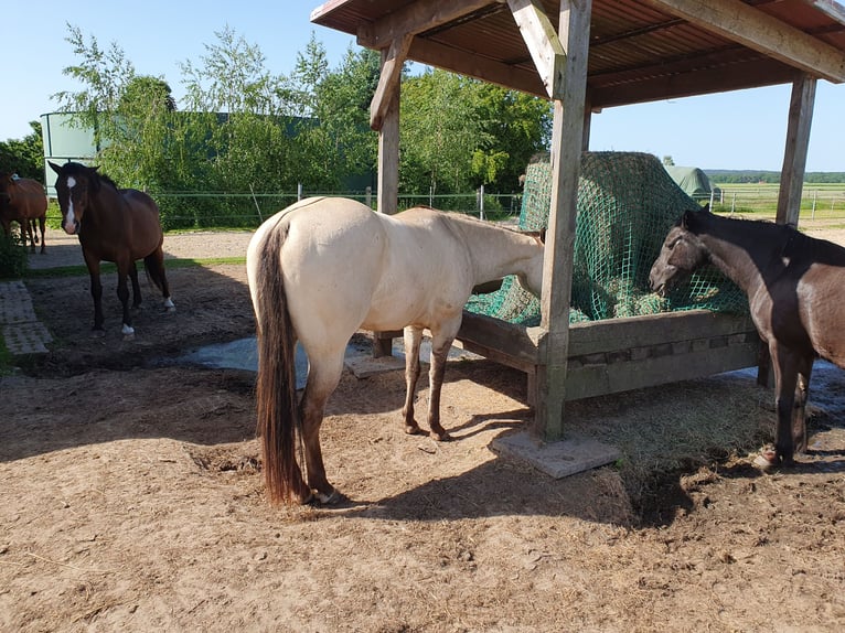 American Quarter Horse Gelding 4 years 14.2 hh Buckskin in Nienburg (Weser) Holtorf
