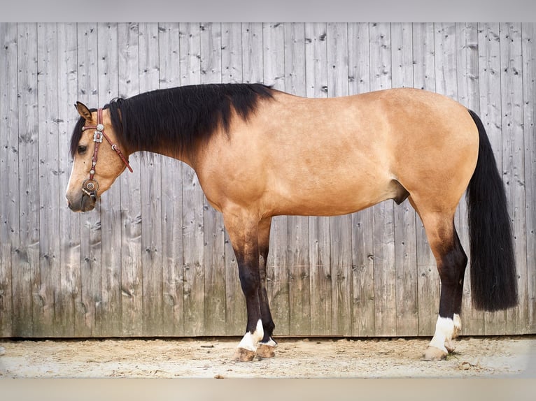 American Quarter Horse Gelding 4 years 14,2 hh Buckskin in Freystadt