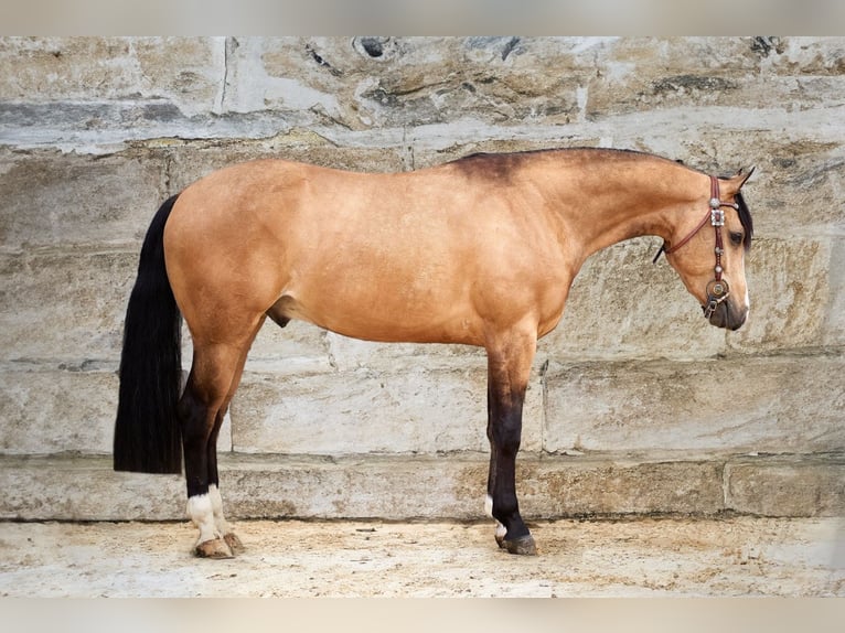 American Quarter Horse Gelding 4 years 14,2 hh Buckskin in Freystadt