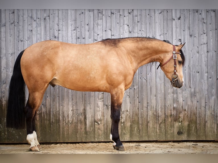 American Quarter Horse Gelding 4 years 14,2 hh Buckskin in Freystadt