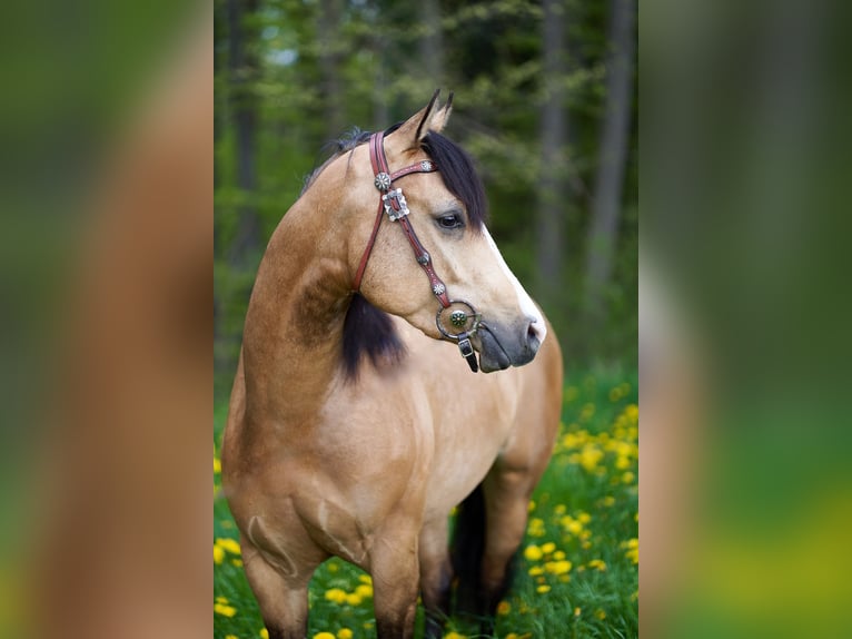 American Quarter Horse Gelding 4 years 14,2 hh Buckskin in Freystadt