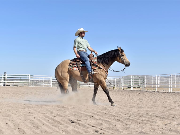 American Quarter Horse Gelding 4 years 14,2 hh Buckskin in Bayard, Nebraska