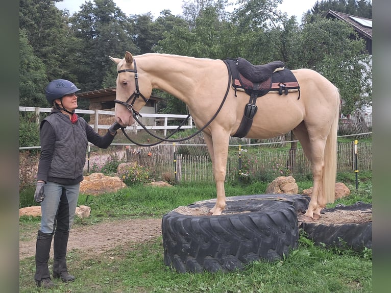 American Quarter Horse Gelding 4 years 14.2 hh Champagne in Bayerbach