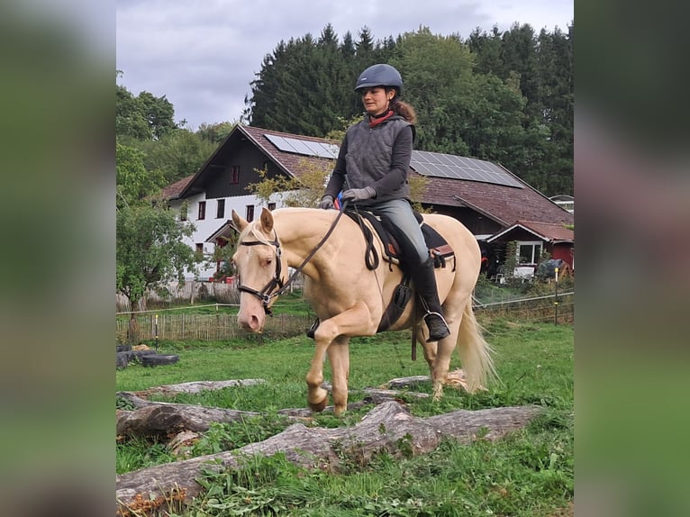 American Quarter Horse Gelding 4 years 14.2 hh Champagne in Bayerbach