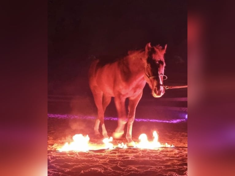 American Quarter Horse Gelding 4 years 14.2 hh Chestnut in Klingsmoos