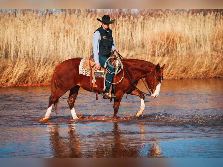 American Quarter Horse Gelding 4 years 14,2 hh Chestnut in Wildorado, TX