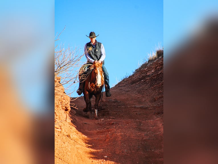 American Quarter Horse Gelding 4 years 14,2 hh Chestnut in Wildorado, TX