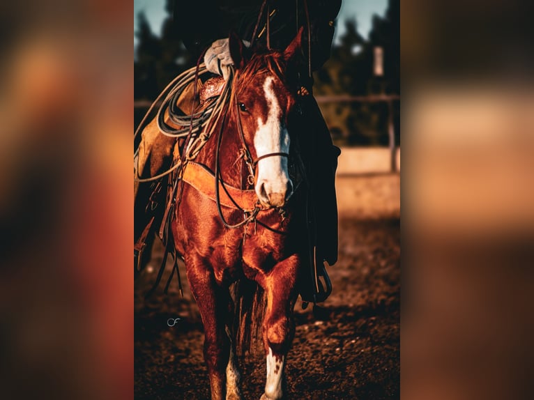 American Quarter Horse Gelding 4 years 14,2 hh Chestnut in Wildorado, TX