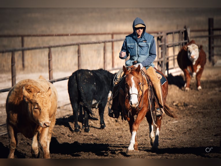 American Quarter Horse Gelding 4 years 14,2 hh Chestnut in Wildorado, TX