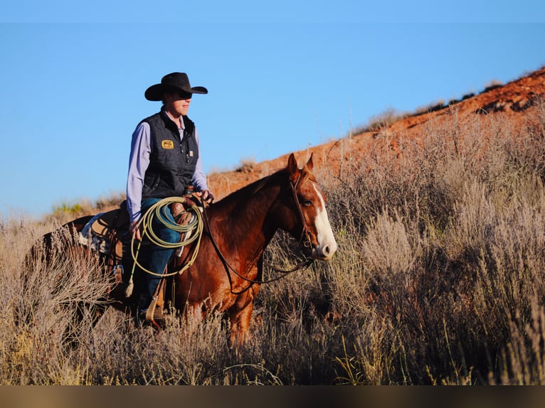 American Quarter Horse Gelding 4 years 14,2 hh Chestnut in Wildorado, TX