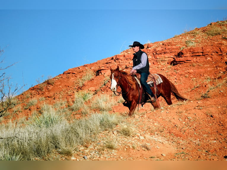 American Quarter Horse Gelding 4 years 14,2 hh Chestnut in Wildorado, TX