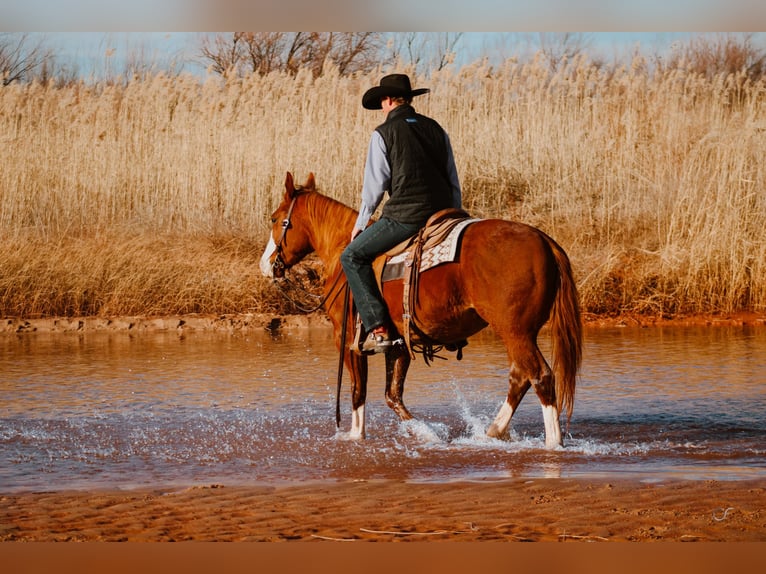 American Quarter Horse Gelding 4 years 14,2 hh Chestnut in Wildorado, TX