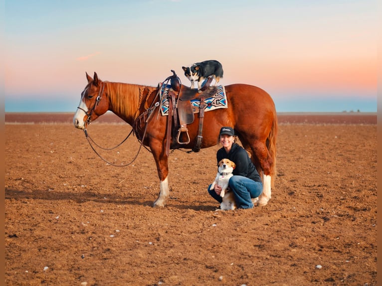 American Quarter Horse Gelding 4 years 14,2 hh Chestnut in Wildorado, TX