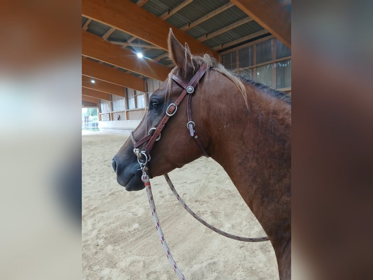American Quarter Horse Gelding 4 years 14.2 hh Chestnut-Red in Schwabsoien