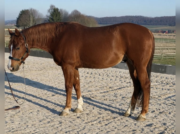 American Quarter Horse Gelding 4 years 14.2 hh Chestnut-Red in Duingen