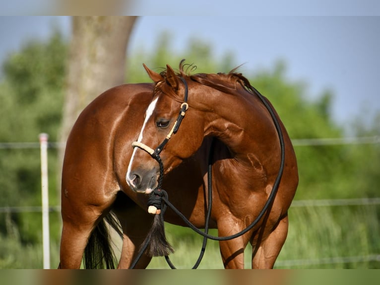 American Quarter Horse Gelding 4 years 14.2 hh Chestnut-Red in Pram
