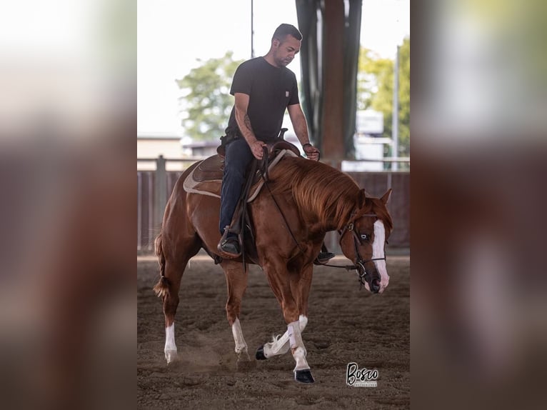 American Quarter Horse Gelding 4 years 14,2 hh Chestnut-Red in Freystadt