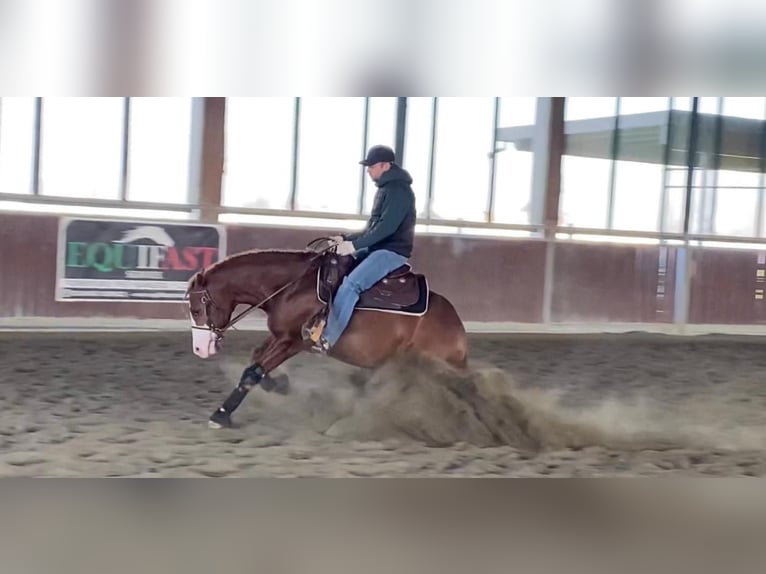 American Quarter Horse Gelding 4 years 14,2 hh Chestnut-Red in Freystadt